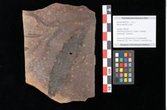 Foto (Objekt + Etikett) von Myrica lignitum (Unger) Saporta (NHMW-GEO-2024-0188-0615)